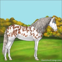 Horse Color:Silver Bay Splash Near Leopard 