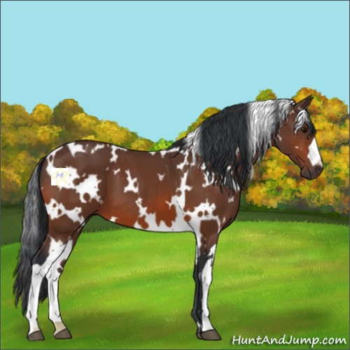 Horse Color:White Spotted Bay 