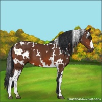 Horse Color:White Spotted Bay 