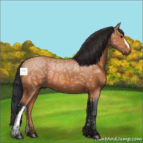 Horse Color:Bay Ice 