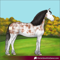 Horse Color:Bay Ice Splash 