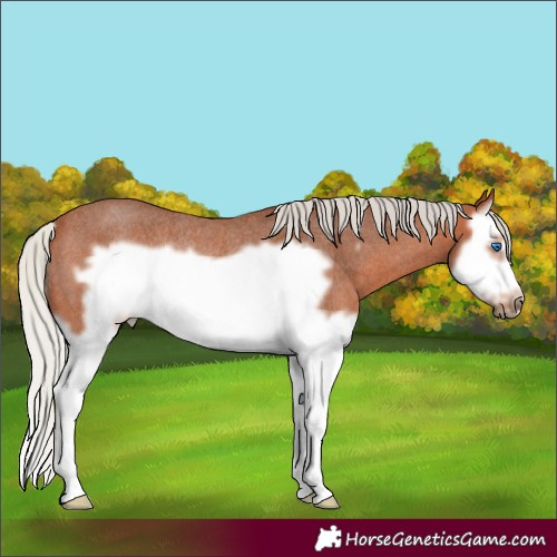 Horse Color:Silver Bay Roan Splash Frame Rabicano