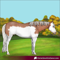 Horse Color:Silver Bay Roan Splash Frame Rabicano 