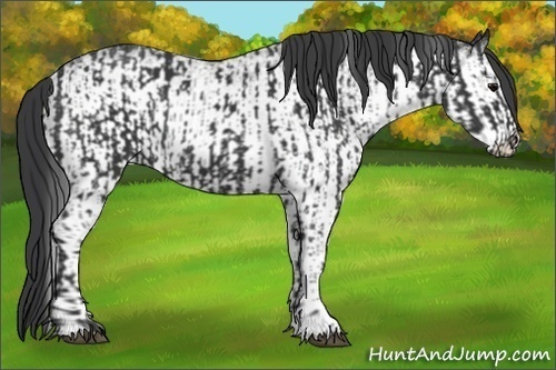 Horse Color:Black and White Spotted Black