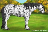 Horse Color:Black and White Spotted Black
