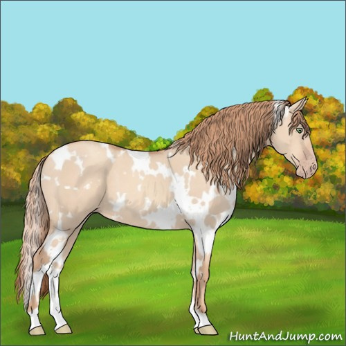 Horse Color:White Spotted Gold Champagne Dun 