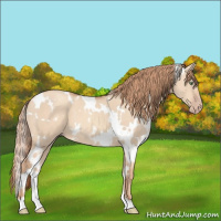 Horse Color:White Spotted Gold Champagne Dun 