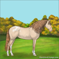 Horse Color:Gold Champagne Dun Appaloosa 