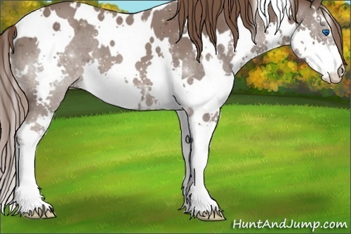 Horse Color:White Spotted Liver Chestnut Splash
