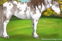 Horse Color:White Spotted Liver Chestnut Splash 