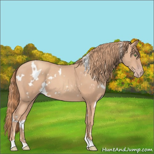 Horse Color:White Spotted Gold Champagne