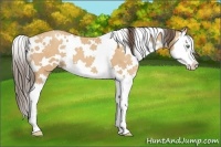 Horse Color:White Spotted Amber Champagne Splash 