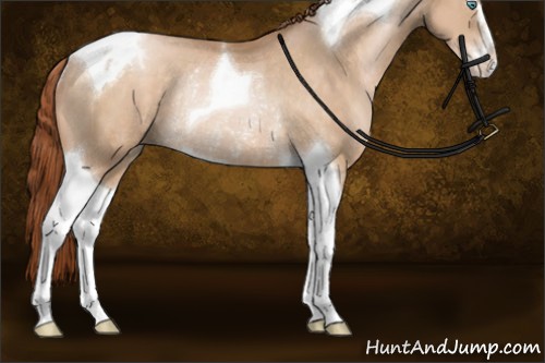 Horse Color:Buckskin Pearl Sabino Tobiano Rabicano