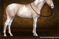 Horse Color:Buckskin Pearl Sabino Tobiano Rabicano