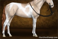 Horse Color:Buckskin Pearl Sabino Tobiano Rabicano