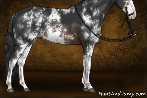 Horse Color:Brown Sabino Rabicano 