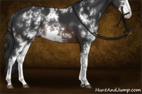Horse Color:Brown Sabino Rabicano 