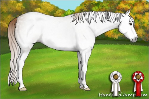 Horse Color:Gray Red Dun Splash 
