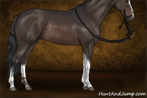 Horse Color:Brown Sabino Tobiano Rabicano