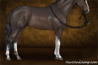 Horse Color:Brown Sabino Tobiano Rabicano