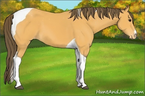 Horse Color:Buckskin Tobiano Appaloosa 