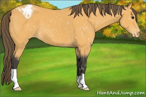 Horse Color:Buckskin Appaloosa 
