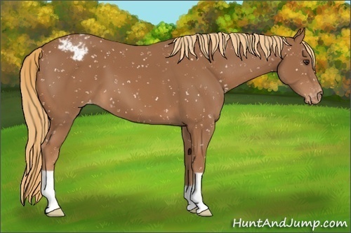 Horse Color:Chestnut Snowflake Varnish