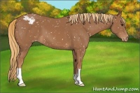 Horse Color:Chestnut Snowflake Varnish