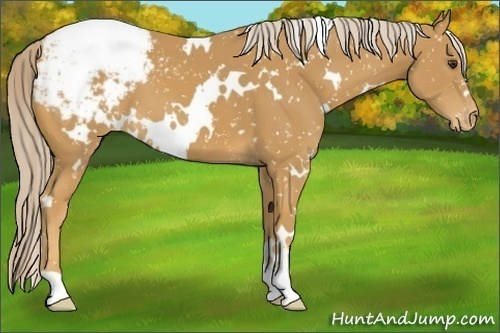 Horse Color:White Spotted Palomino Appaloosa 