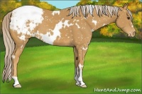 Horse Color:White Spotted Palomino Appaloosa 