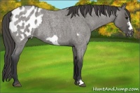 Horse Color:Grullo Roan Frame Appaloosa