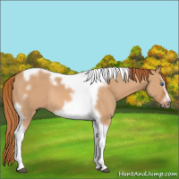 Horse Color:Red Dun Splash Tobiano Frame Rabicano 