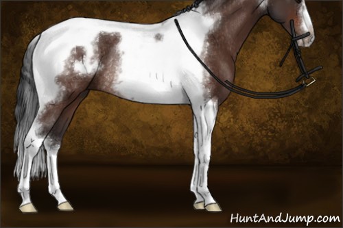 Horse Color:Bay Tobiano Frame Rabicano