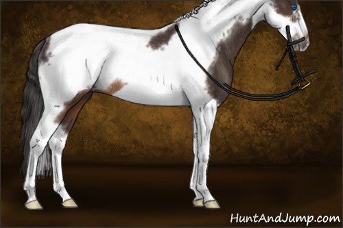 Horse Color:Buckskin Tobiano Frame Rabicano 