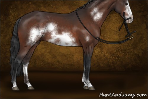 Horse Color:Bay Sabino Frame Rabicano 