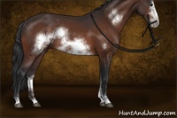 Horse Color:Bay Sabino Frame Rabicano