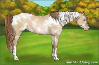 Horse Color:White Spotted Liver Red Dun Pearl 