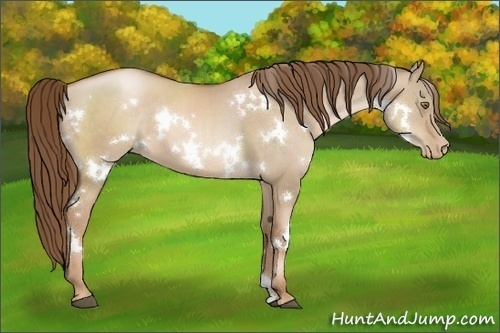 Horse Color:White Spotted Liver Red Dun Pearl 