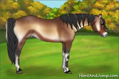 Horse Color:Void Bay Onyx Sabino 