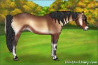 Horse Color:Void Bay Onyx Sabino