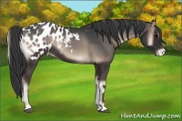 Horse Color:Blue Onyx Sabino Appaloosa