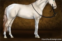 Horse Color:Buckskin Pearl Dun Tobiano Rabicano 