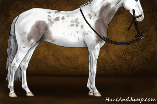 Horse Color:Brown Dun Splash Tobiano Rabicano