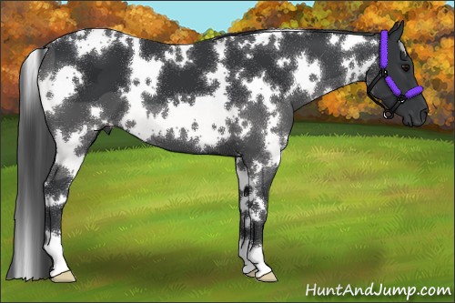 Horse Color:White Spotted Black