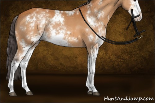 Horse Color:Buckskin Sabino 