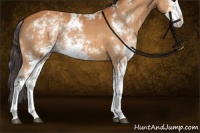 Horse Color:Buckskin Sabino