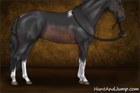 Horse Color:Brown Tobiano Rabicano 