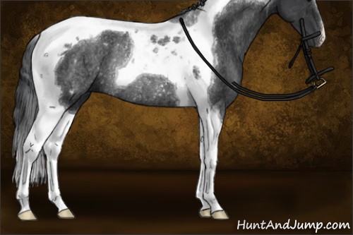 Horse Color:Black Tobiano Rabicano