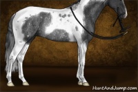 Horse Color:Black Tobiano Rabicano