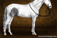 Horse Color:Black Sabino Splash Tobiano Rabicano 